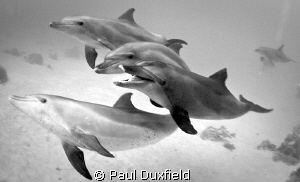 We were lucky enough to have these dolphins hanging aroun... by Paul Duxfield 